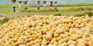 সিন্ডিকেট দৌরাত্ম্যে আলুর দামে নতুন চমক