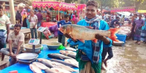 শিবগঞ্জে ঐতিহ্যবাহী নবান্ন উৎসবে বসেছে শত বছরের মাছের মেলা