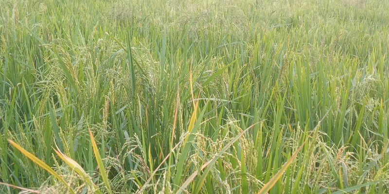 দৌলতখানে ধানের শীষে ভরা মাঠ, স্বপ্ন বুনতে শুরু করেছে কৃষকেরা