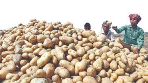 ভারত থেকে বিপুল পরিমাণ আলু আমদানি