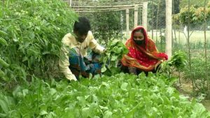 মেহেরপুরে সবজির চাহিদা মিটাচ্ছে পারিবারিক পুষ্টি বাগান