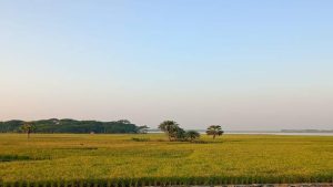 বাউফলে শীতের আমেজ পড়তে শুরু করেছে প্রকৃতি সেজেছে নতুন রূপে