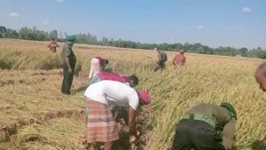 কৃষকের ১০ বিঘা জমির পাকা ধান কেটে দিলেন আনসার সদস্যরা