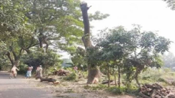 মুন্সিগঞ্জে সড়কের গাছ কাটার অভিযোগ