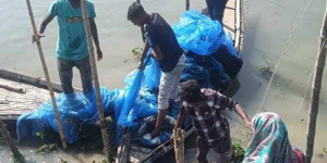 নাটোরের সিংড়ায় যৌথ অভিযানে অবৈধ মৎস্য জাল উচ্ছেদ