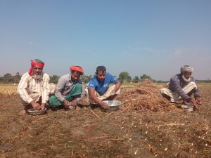 বড়াইগ্রামে বিনাচাষে রসুন চাষে ব্যস্ত কৃষক