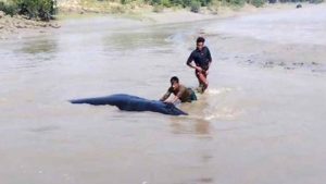 নোয়াখালী জোয়ারে ভেসে এসে আটকা পড়েছে বিশালা তিমি