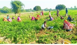 আলুর বাম্পার ফলনের  আশায় কৃষক কিষাণীর মুখে  হাসি