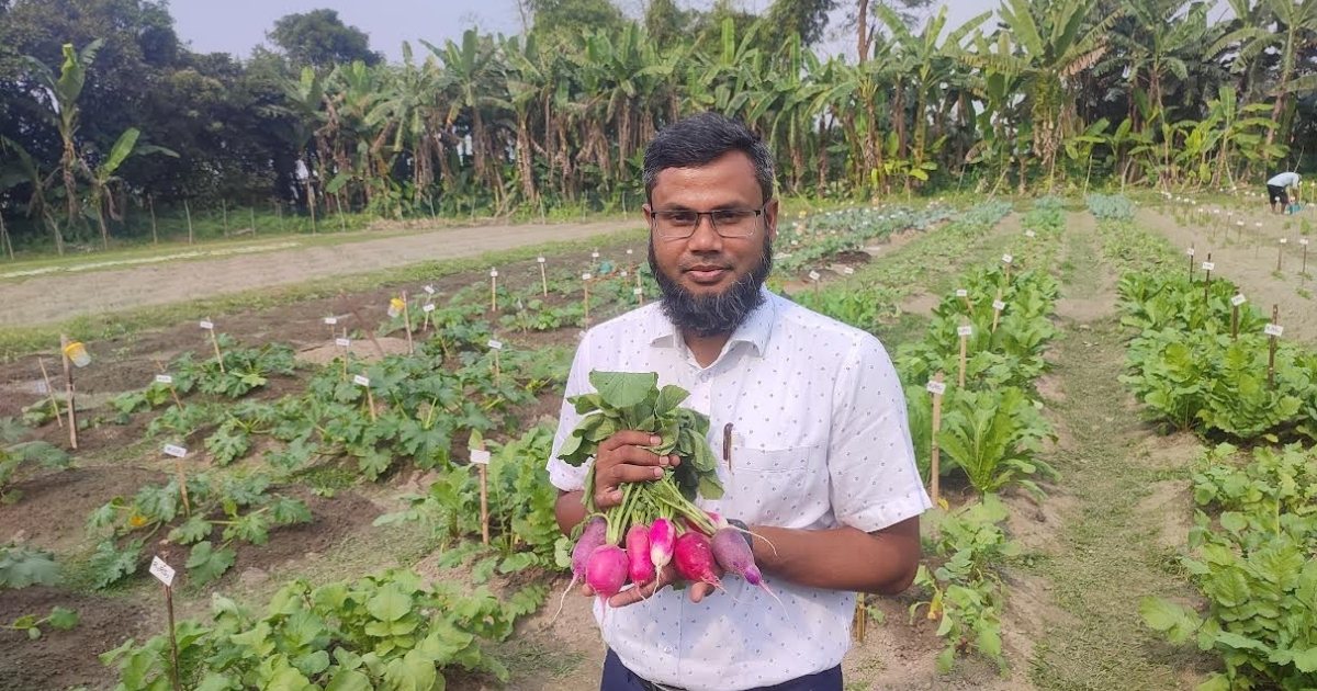 বাকৃবিতে রঙিন গোলাকার মুলার পরীক্ষামূলক উৎপাদন, হেক্টর প্রতি উৎপাদন ১৮ টন 