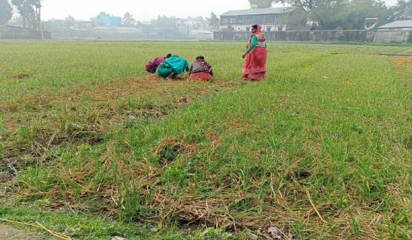 নীলফামারীতে রসুন চাষে ব্যস্ত কৃষক