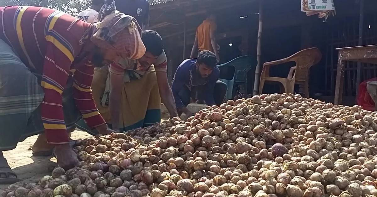 মেহেরপুরে পেঁয়াজ নিয়ে চাষীদের হতাশা কাটছে না