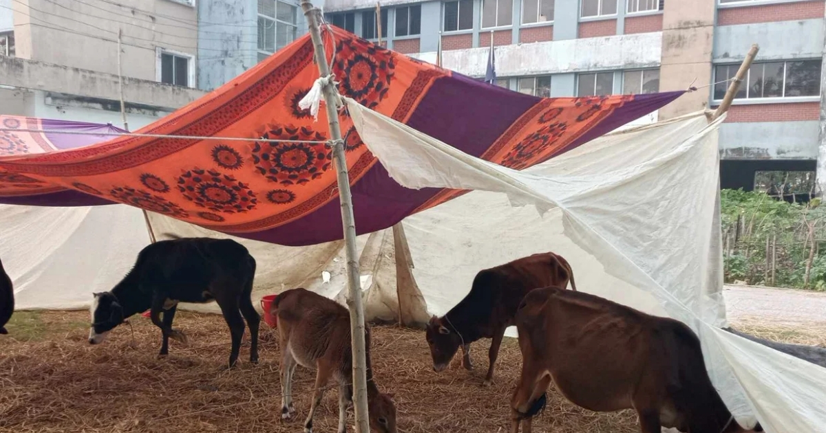 গরু নিয়ে বিপাকে আমতলী থানা পুলিশ