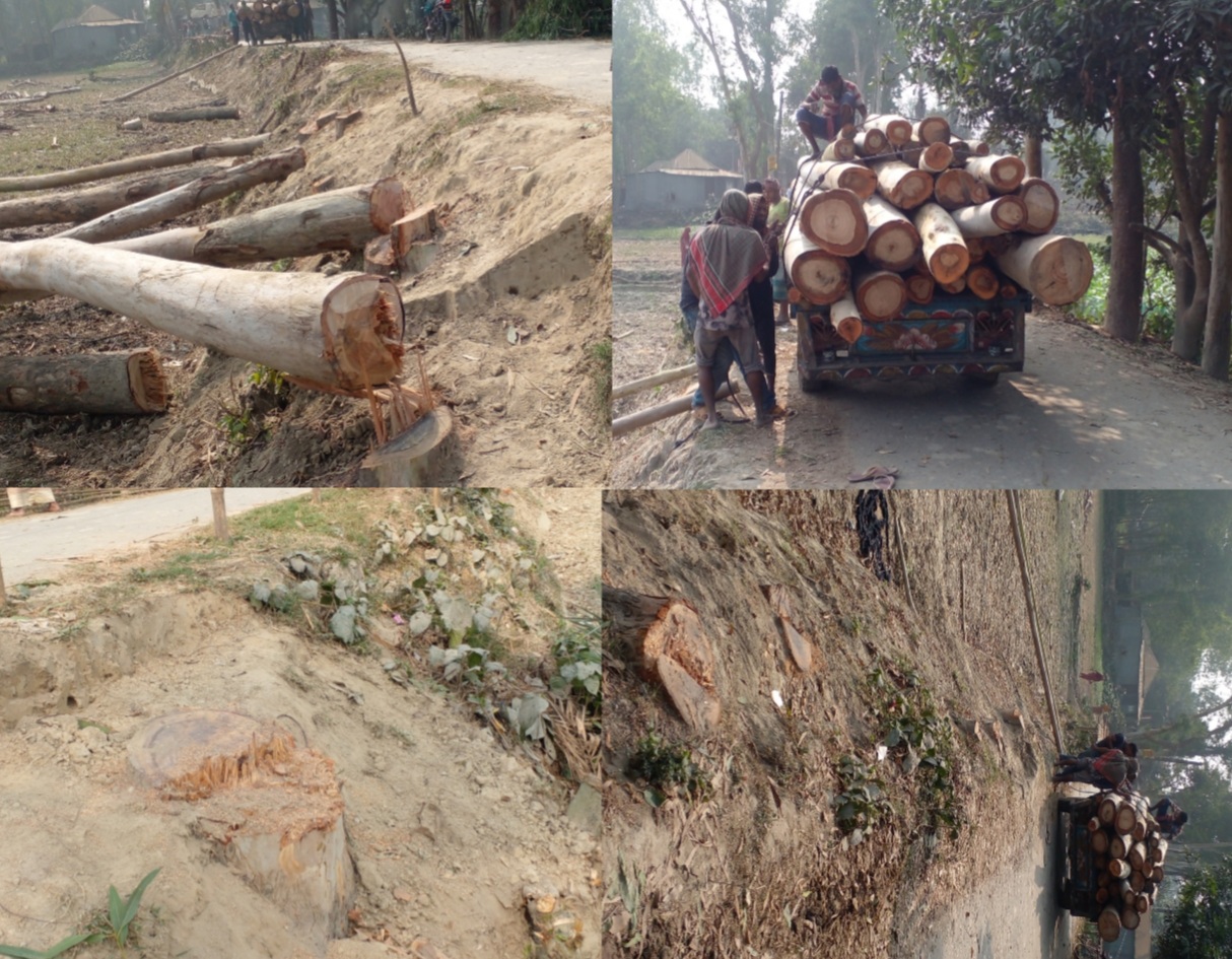 শেরপুরে লক্ষাধিক টাকার সরকারি রাস্তার গাছ বিক্রি করলেন প্রভাবশালী গোলাপ 