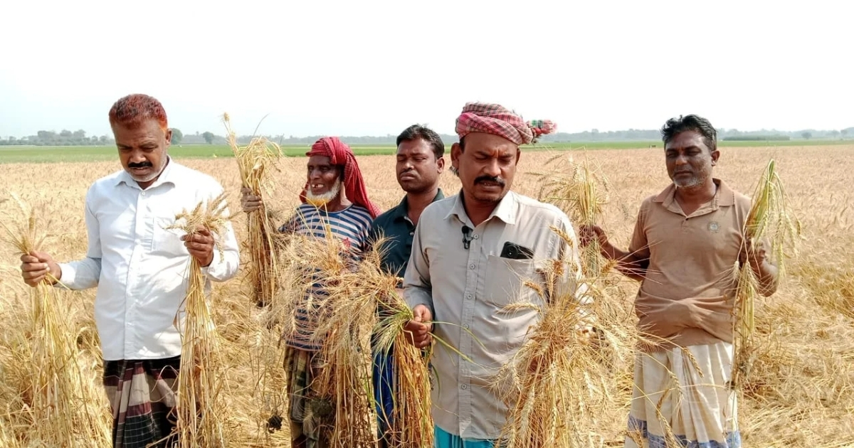 গমের জমিতে ঘাস মারা বিষ প্রয়োগ, লক্ষাধিক টাকার ক্ষতি