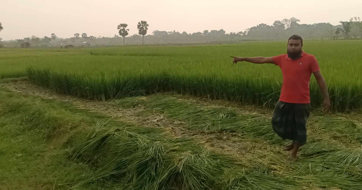 পাটকেলঘাটার বড় কাশিপুর গ্রামের পুলিশ কর্মকর্তা রাজিবুলের ক্ষমতার অপব্যবহার