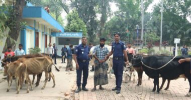 বিএনপি নেতার গোয়ালঘর থেকে ১৩টি চোরাই গরু উদ্ধার