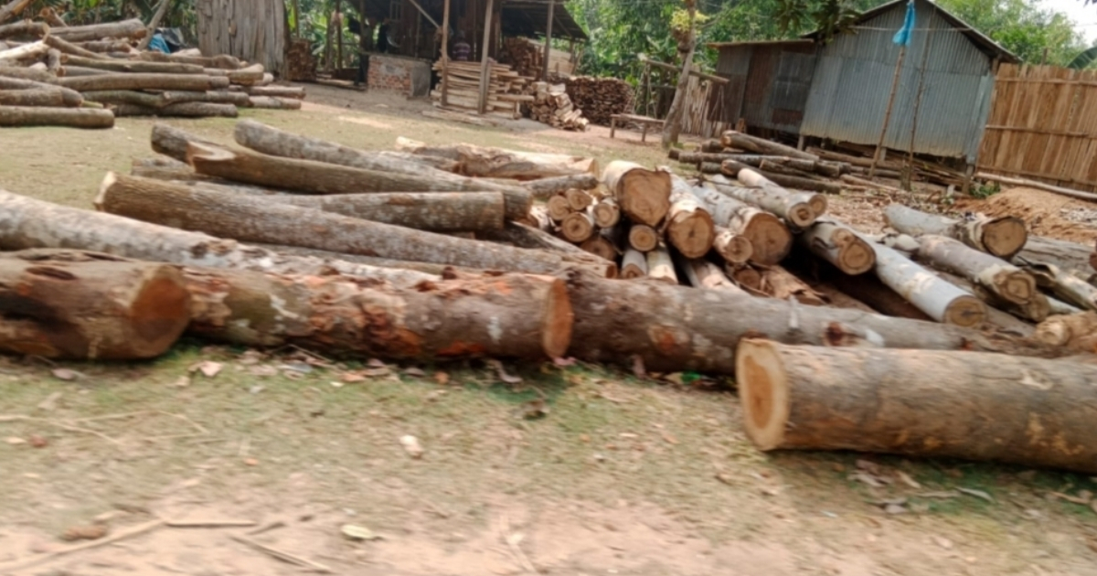 টাঙ্গাইলে অবৈধ করাত কলের মাধ্যমে উজার হচ্ছে শাল গজারির বন