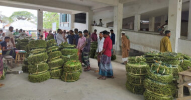 বিদ্যালয়ে পানের হাট ময়লা আবর্জনা পচে দুর্গন্ধ,স্বাস্থ্যঝুঁকিতে শিক্ষার্থীরা