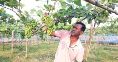 গাংনী; ইউটিউব থেকে আঙ্গুর চাষ শিখেছেন দেলোয়ার
