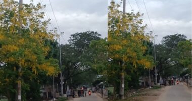 দীঘিনালার রাস্তার পাশে মুগ্ধতা ছড়াচ্ছে সোনালু ফুলের শোভা