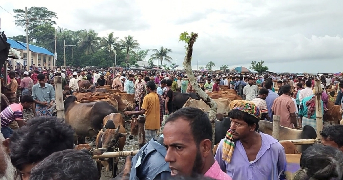 চাহিদার তুলনায় গবাদি পশু বেশী বাজারে,সড়কে চাঁদা নিয়ে বড় দুচিন্তায় ব্যবসায়ীরা