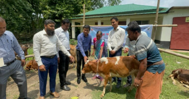 সিংড়ায় ক্ষুদ্র নৃ-গোষ্ঠী পরিবারের মাঝে গরু বিতরণ