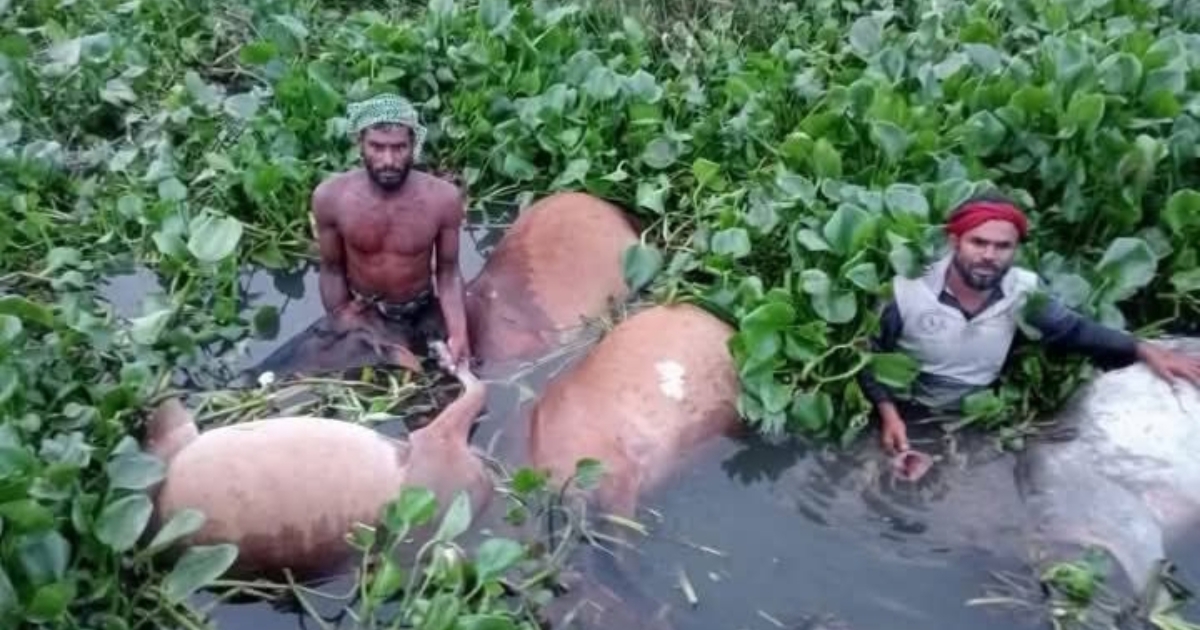 জোয়ারে ভেসে গেল কৃষকের প্রায় ৫০ টি গরু