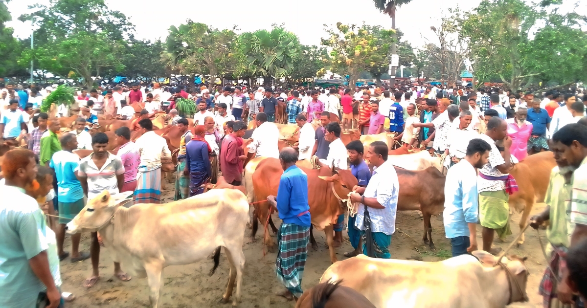 রাণীগঞ্জ গরুর হাটে আমদানি বেশি, চাহিদা কম — হতাশ বিক্রেতারা