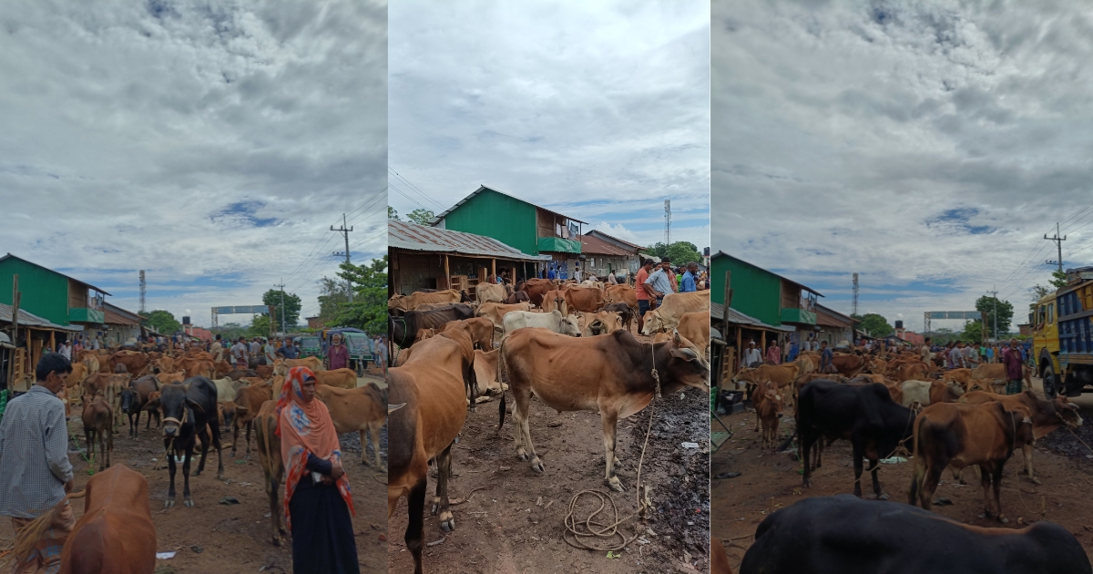 গরুর বাজারে গরুর সরবরাহ পর্যাপ্ত, তবু নেই ক্রেতা — হতাশায় খামারিরা ও ব্যবসায়ীরা