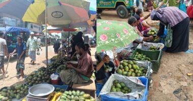 দীঘিনালায় আমের বাজারে স্বস্তির হাওয়া