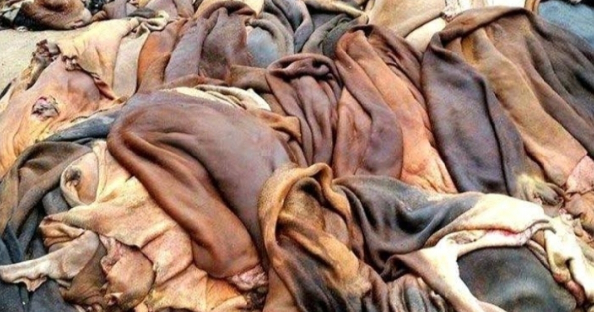 ধামইরহাটে চামড়া নিয়ে বিপাকে ব্যবসায়ীরা