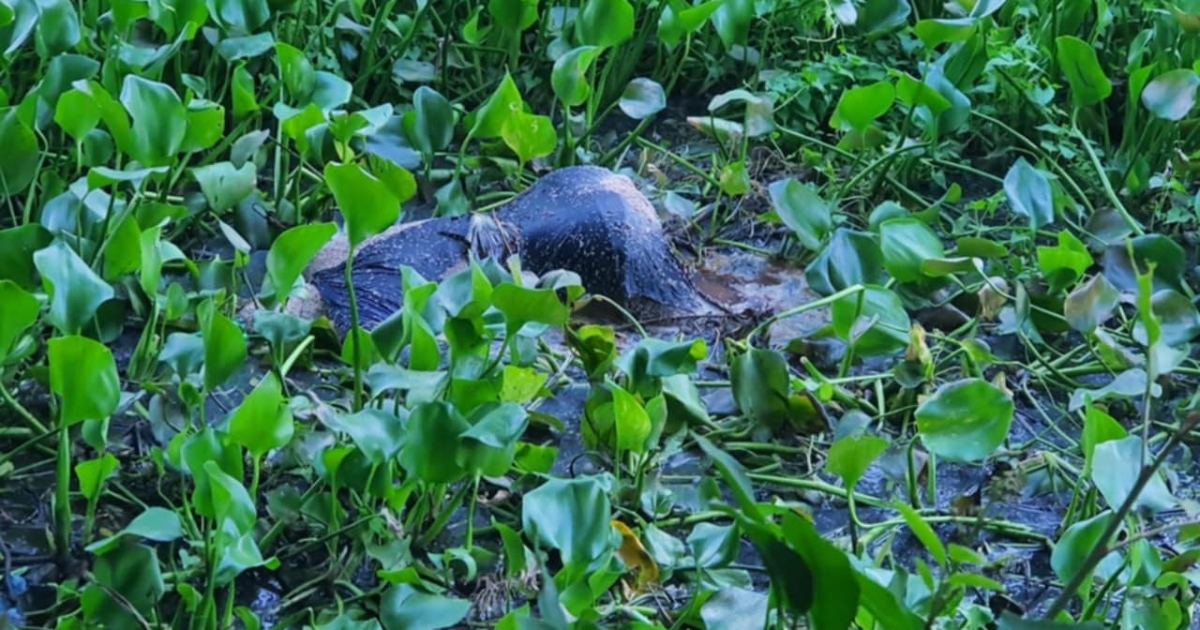 সখিপুরে অজ্ঞাত কিশোরীর লাশ উদ্ধার, এলাকায় চাঞ্চল্যকর পরিস্থিতি