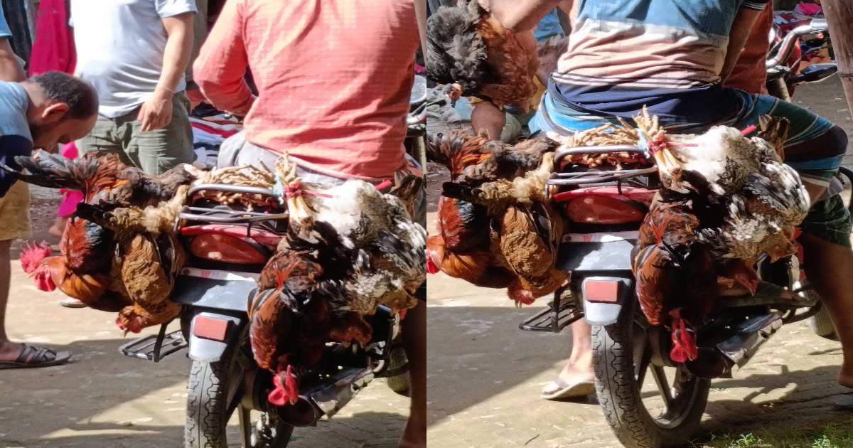 দীঘিনালায় পশু কল্যাণ আইন উপেক্ষিত: উল্টো ঝুলিয়ে মুরগি পরিবহন, নীরব প্রশাসন