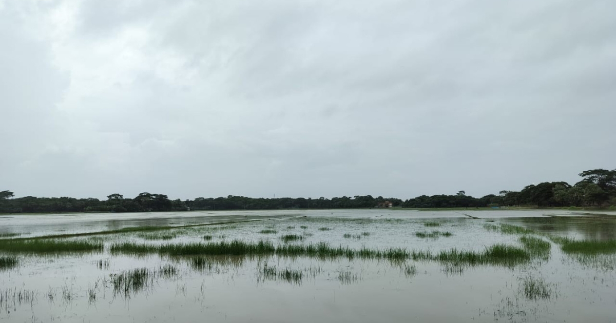 ভারী বৃষ্টিতে আমতলীতে জলাবদ্ধতা, পানির নিচে আউশের খেত ও আমনের বীজতলা