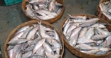 বাংলাদেশের কাছে ইলিশ চেয়ে ভারতের অনুরোধের চিঠি