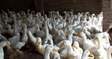 গাংনীতে বেইজিং জাতের হাঁস পালনে ভাগ্য বদল