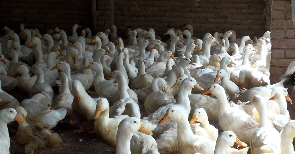 গাংনীতে বেইজিং জাতের হাঁস পালনে ভাগ্য বদল