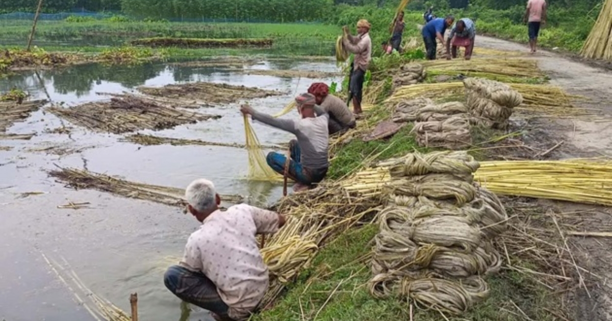 দাম না পেলে পাট চাষে আগ্রহ হারাবে চাষিরা গাংনীতে পাটের দামে হতাশ কৃষক