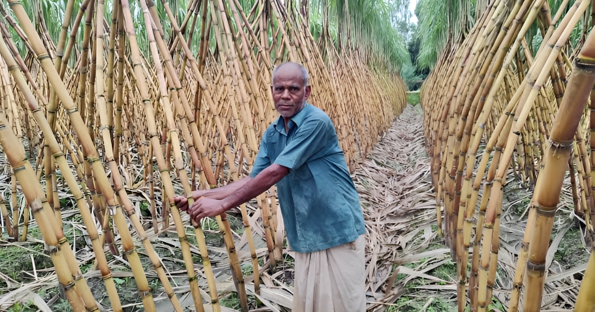 লালমনিরহাটে আখ চাষে নতুন সম্ভাবনা, চিনি কল চালু হলে কৃষকের মুখে হাসি