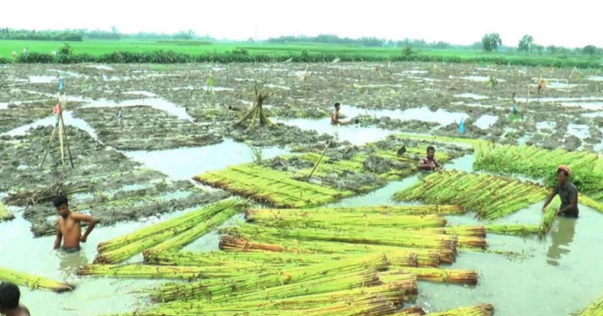 মেহেরপুরে সনাতন পদ্ধতিতে পাট জাগ