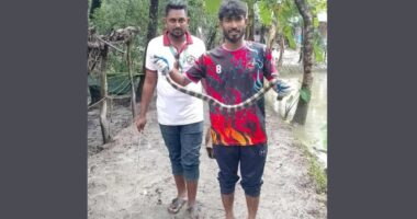 কলাপাড়ায় বিষধর শঙ্খিনী সাপ উদ্ধার, জনসচেতনতায় প্রচারণা