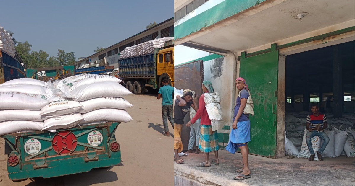 লালমনিরহাটে সারের কৃত্রিম সংকট ,কৃষকের ঘামে লাভ করছে সিন্ডিকেট