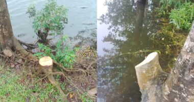 গাছ কেটে নিচ্ছেন দুর্বৃত্তরা, ভাঙ্গনের ঝুকিতে তাহিরপুর -বাদাঘাট আঞ্চলিক সড়ক