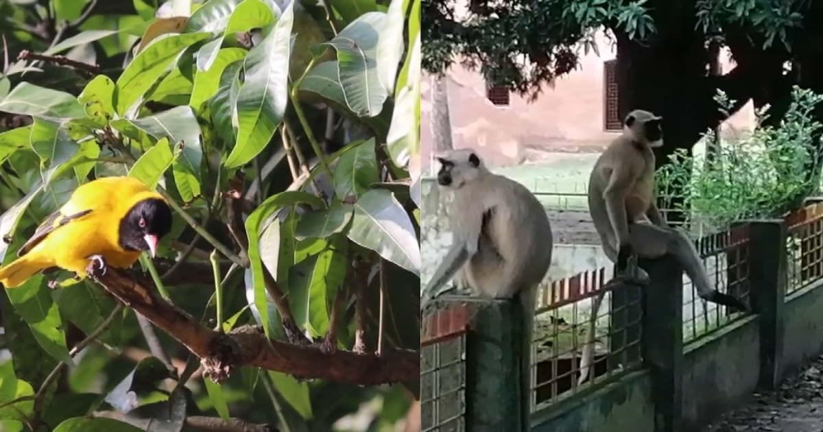 হুমকীর মুখে গাংনীর জীব বৈচিত্র