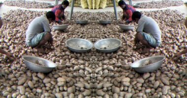 সরকারি দামে আলু বিক্রি নেই, কৃষক-পাইকার লোকসানের শঙ্কায়