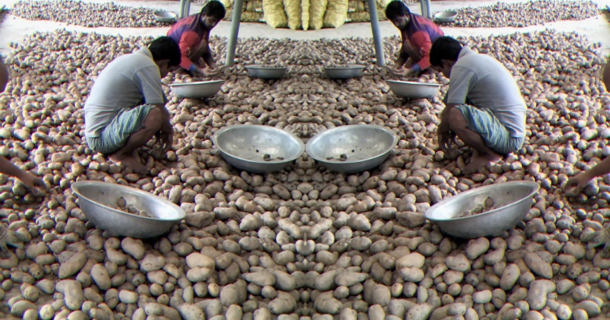 সরকারি দামে আলু বিক্রি নেই, কৃষক-পাইকার লোকসানের শঙ্কায়