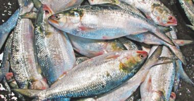 কলকাতায় বসে চালাচ্ছেন বরিশালের ব্যবসা, আ.লীগ নেতার লাইসেন্সে ভারতে যাচ্ছে ইলিশ!