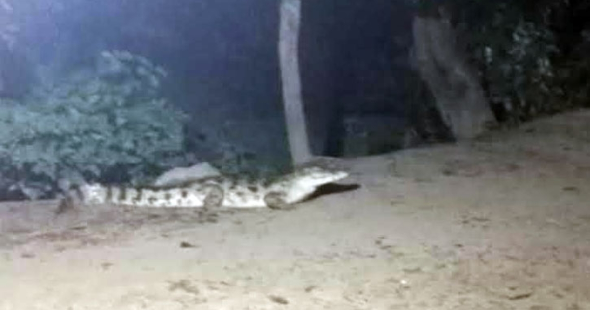 পদ্মা নদী থেকে লোকালয়ে কুমির, আতঙ্কে এলাকাবাসী