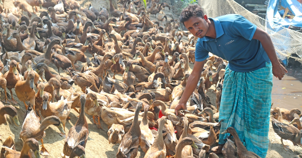 শীতকে সামনে রেখে হাঁস পালনে ব্যস্ত ভোলার মেঘনা পাড়ের যুবক মিজান