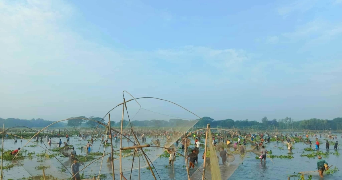 নান্দাইল বলদা বিলে মাছ ধরা উৎসব অনুষ্ঠিত